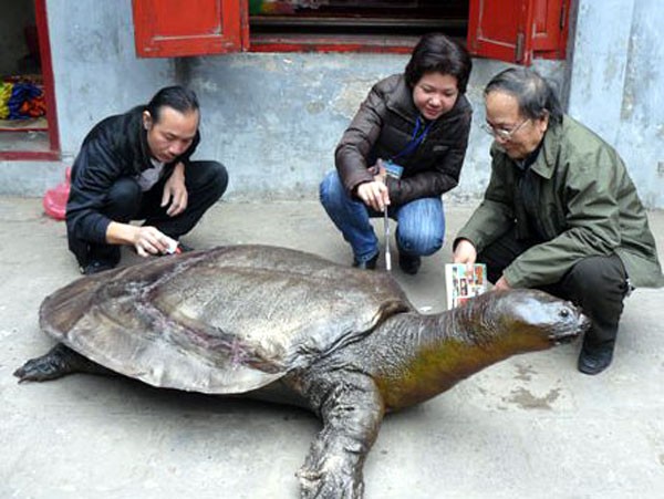PGS.TS Hà Đình Đức cùng đồng nghiệp bên cạnh tiêu bản rùa Hồ Gươm ở đền Ngọc Sơn - Ảnh: TL